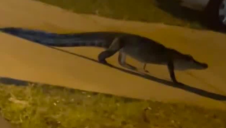 CHESSY SANCHEZ gator 041321