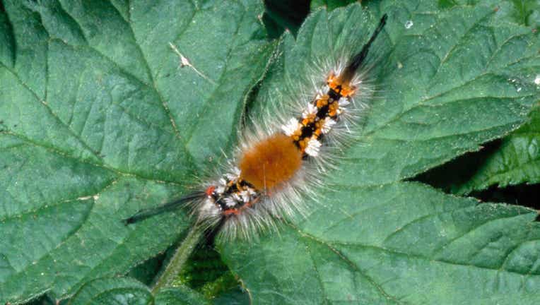 Rusty tussock moth or Vapourer