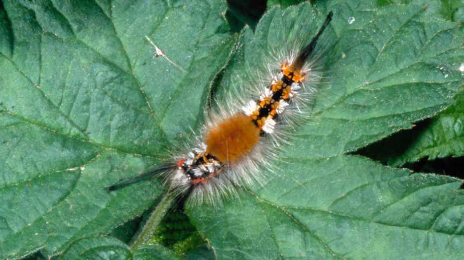 caterpillar stinging rash florida