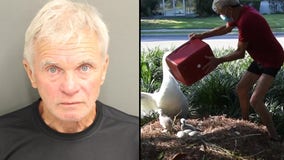 Orlando police arrest man accused of taking baby swans from Lake Eola