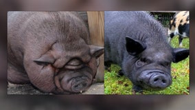 Florida pig 'Popo' is living his best life after losing weight, surgery