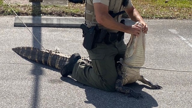 'Hangry' alligator chases people through Wendy's parking lot in Florida