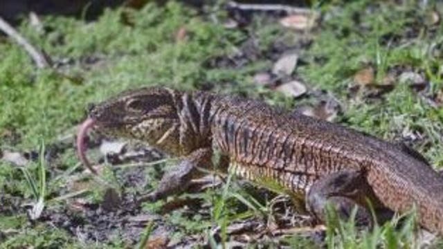 Expert: Lizard known to be aggressive on the loose in Central Florida neighborhood