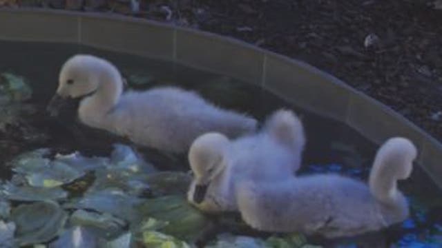 Lake Eola's 'Queenie' the swan finally has babies after long search for mate
