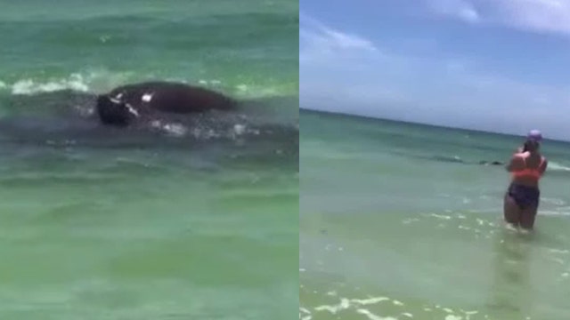 VIDEO: Group of manatees, including baby, close to shore at Florida beach