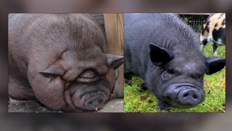 pig in florida