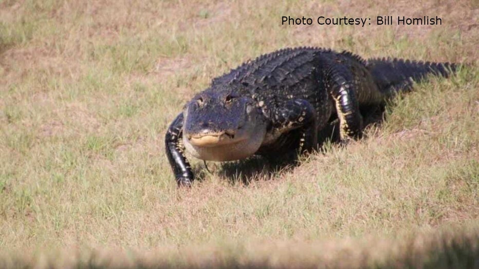 Champions-Gate-alligator2-Bill-Homlish.jpg