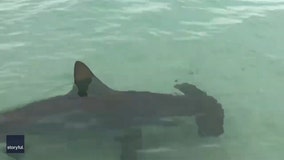 Video: Florida beachgoers circled by hammerhead sharks