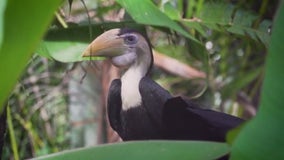 WATCH: Endangered bird emerges from nest at Brevard Zoo after 10 weeks