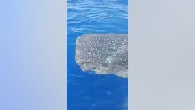 VIDEO: Florida fisherman passes massive whale shark off Florida coast