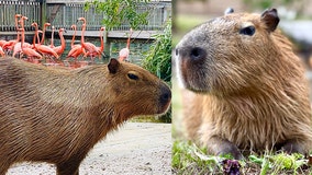 Capybara brothers receive new home at Gatorland Orlando