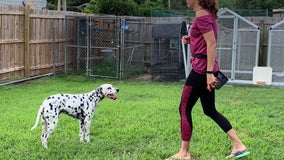 Dalmatian from Central Florida is a star in Disney's 'Cruella' movie