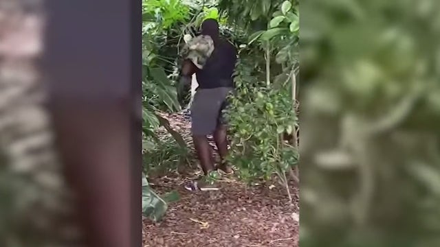 Man caught on camera, accused of attacking Lake Eola swan