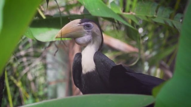 WATCH: Endangered bird emerges from nest at Brevard Zoo after 10 weeks