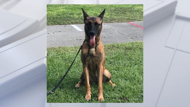 Investigation launched after Cocoa Police K-9 found dead in patrol vehicle