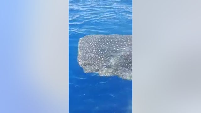 VIDEO: Florida fisherman passes massive whale shark off Florida coast