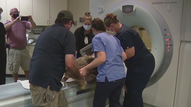 Loggerhead sea turtle undergoes MRI after prolonged swimming in circles