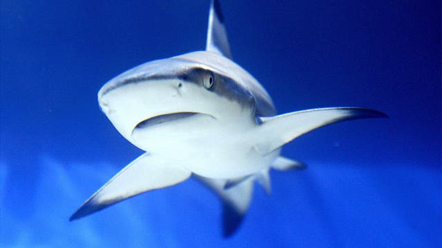 Officials: 12-year-old boy bitten by shark at Bethune Beach