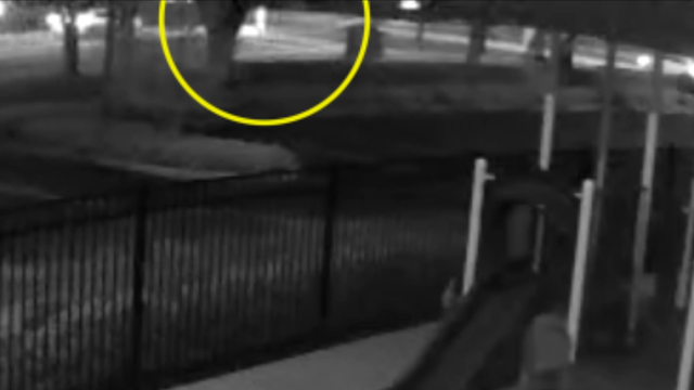 FHP: Woman, dog killed in hit-and-run crash in Kissimmee