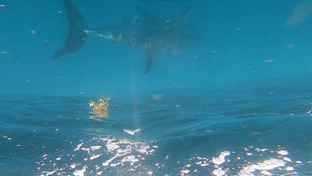 Family says they spotted Great White Shark off coast of Fort Pierce