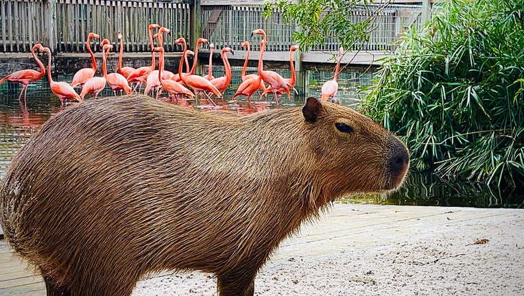 Capybara-on-Gatorland-Flamingo-Island.jpg