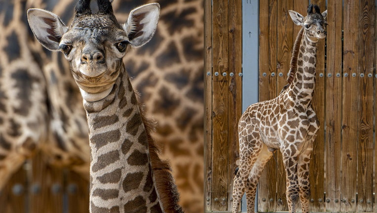 WDW giraffe animal kingdom 2 062221