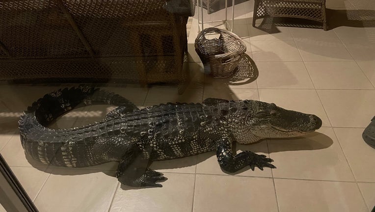 gator1