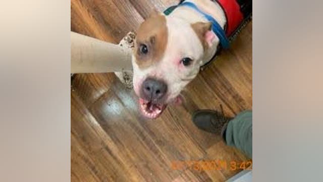 Police: 2 dogs rescued from hot car in Palm Bay