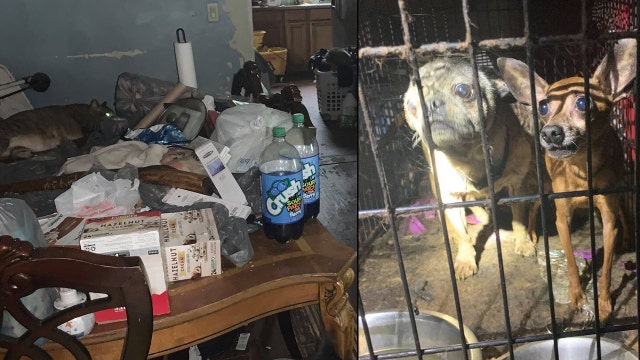 Deputies: 84 animals, child found in 'unlivable' conditions in Florida home