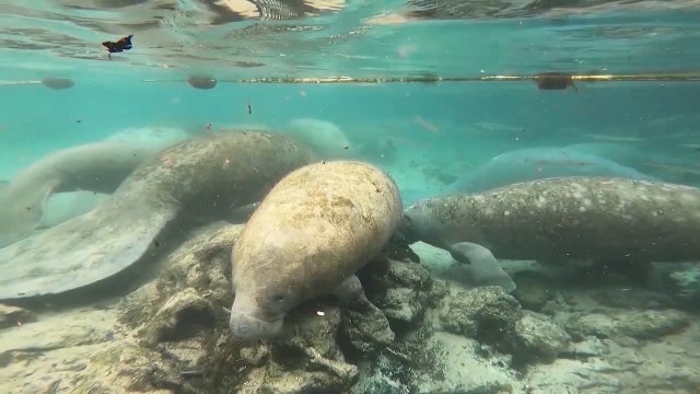 Lettuce test project launched to help feed starving Florida manatees