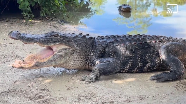 Gatorland wants you to help name their new 11-foot rescue alligator