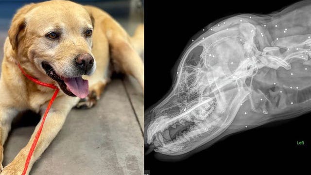 Dog found with nearly 100 pellets inside body almost ready for adoption