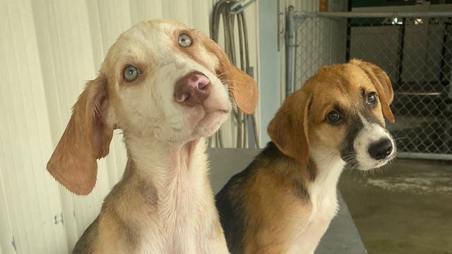 Betty White Challenge: Pet Alliance of Greater Orlando receives $50K in donations