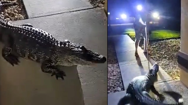 Alligator puts up fight, damages Florida home during late-night visit