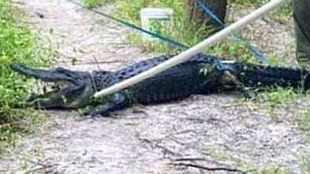 Florida good Samaritan uses dog leash to stop bleeding of biker attacked by alligator: report