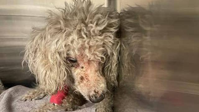 Central Florida dog rescue sees increase in abuse and neglect cases