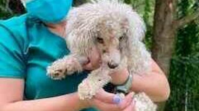 Dog found hogtied, mouth taped shut now having 'more good days than bad' as she heals