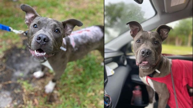 Orlando puppy found burned, thrown from truck gets adopted