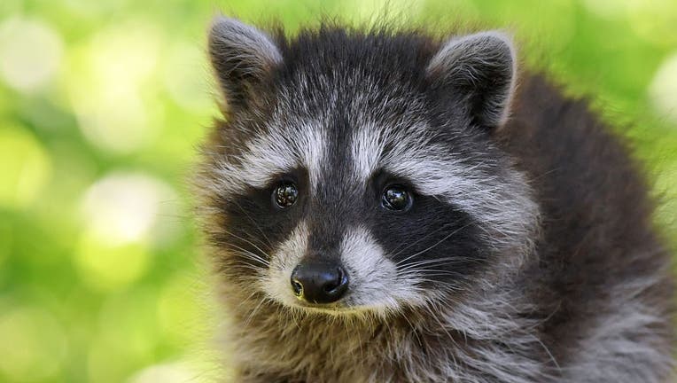 Little raccoon on a discovery tour