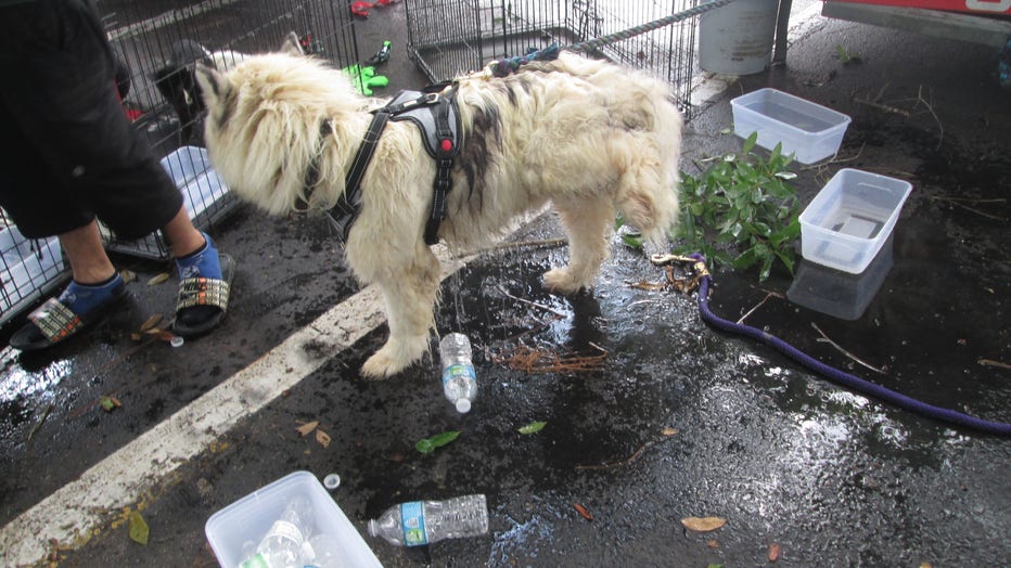 d34637f8-animal-cruelty-4.jpg