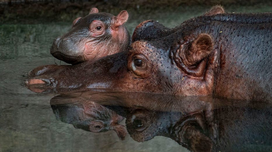 disney-animal-kingdom-hippo.jpg