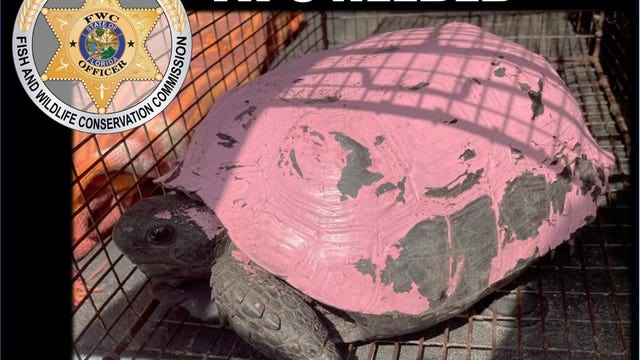 Florida wildlife officials search for suspect after tortoise's shell painted pink