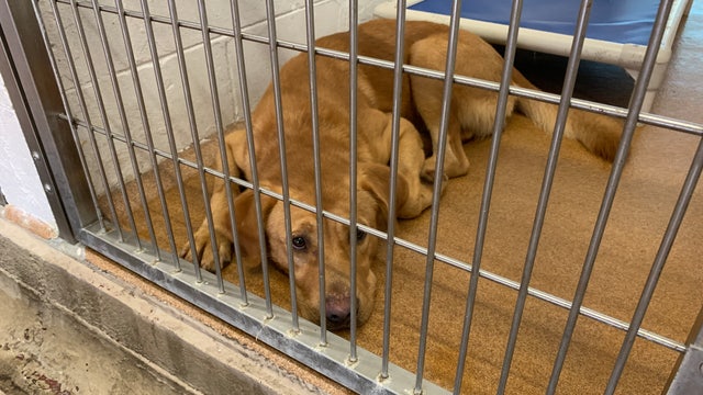 Shelter dogs escape Hurricane Ida, relocated to Central Florida