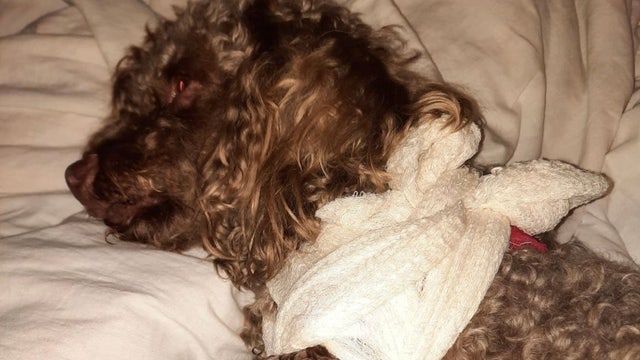 Dog named 'Muffy' survives alligator attack in Central Florida