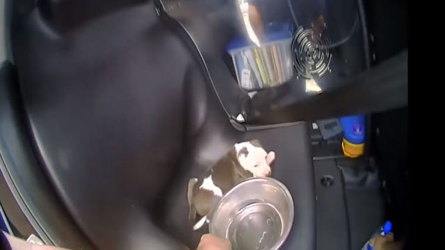 Man accused of leaving dog in hot car in Melbourne parking lot