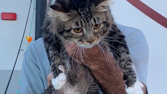 Volusia County woman accused of throwing cat inside crate into river