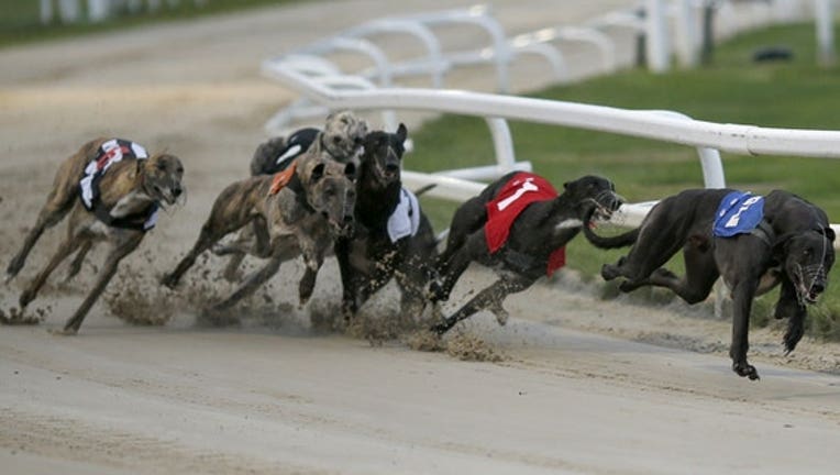 GETTY20greyhound20racing_1512071933938_4581506_ver1.0_640_360
