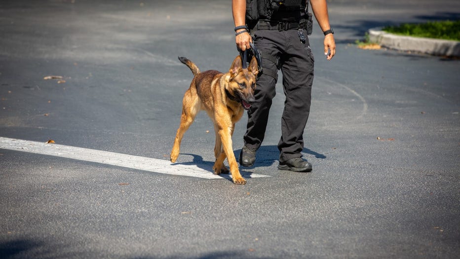 K9_graham_1-1.jpg