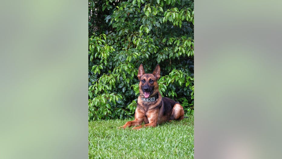 K9_graham_3-1.jpg