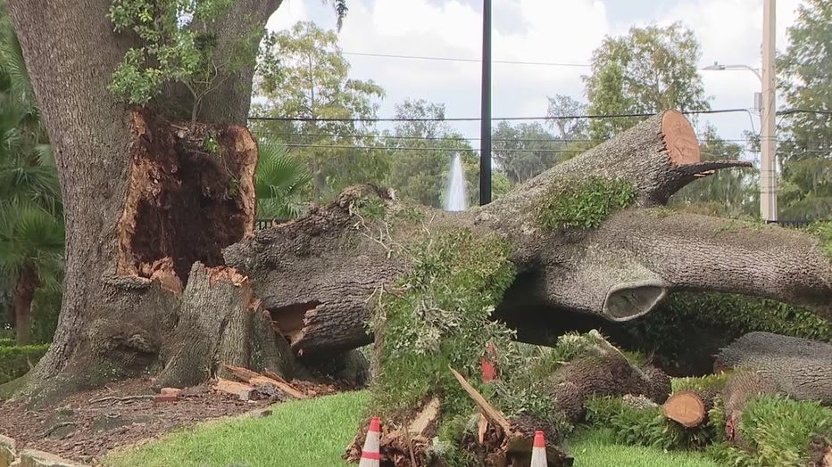 zombie tree-rotten-tree